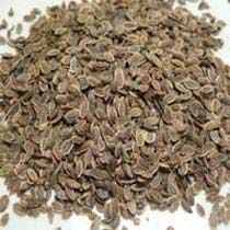 JDG Indian Dill Seeds