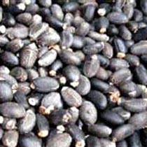 Jatropha Seeds (Jatropha Curcas)