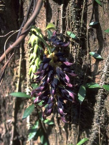 Mucuna Bracteata Seeds