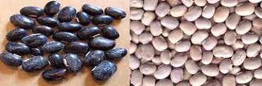 Organic Kaunch Seeds (Organic Mucuna Pruriens)