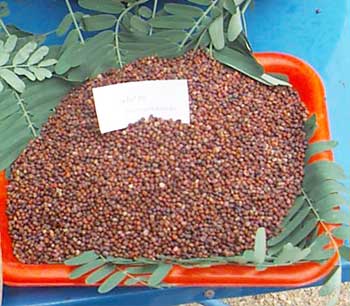 Sesbania seeds