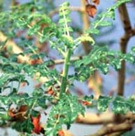 Boswellia Serrata Extract