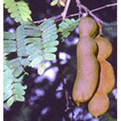 Tamarind Kernel