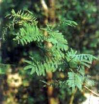 Acacia Catechu