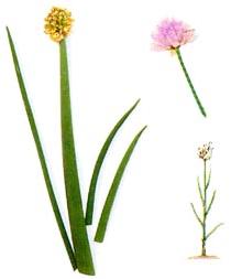 Natural Allium Sativum for Medicinal Culinary Purposes