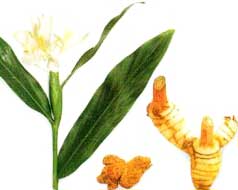 Alpinia Galanga