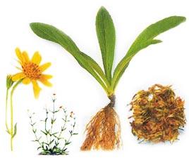 Arnica Montana