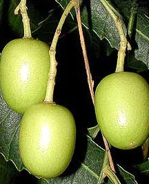 Azadirachta Indica for Medicinal, Cosmetic