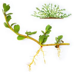 Bacopa Monnieri, Color : Green, Purity : 100%, Form : Leaves, Root