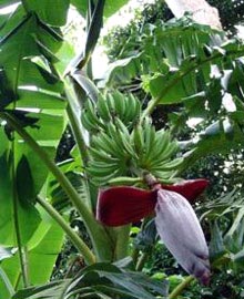 Green Banana Plantain, Cultivation Type : Natural