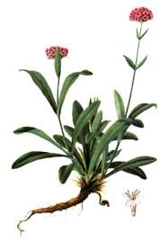 Jatamansi Nardostachys Dried