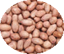 Common Natural HPS Groundnut, Feature : Fine Taste, Good For Health, Non Harmful, Optimum Quality