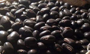 Organic Kaunch Seeds, Botanical Name : Mucuna Pruriens
