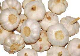 Garlic