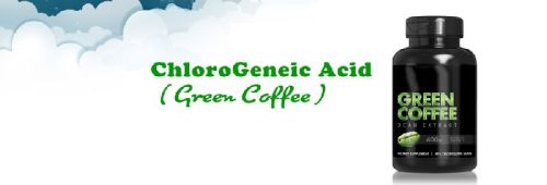 Chlorogenic Acid