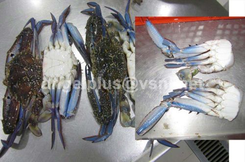 Frozen Portunus Pelagicus Crustaceans