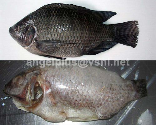 Frozen Tilapia Fishes, For Human Consumption, Making Medicine, Feature : Good For Health, Good Protein