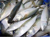 Indian Mackerel