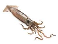 Fresh Squid Fish, For Cooking, Packaging Type : Plastic Bag