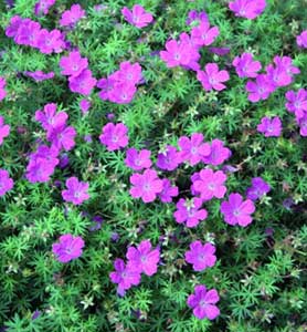 Herbal Essential Oils, Purity : 99.9%