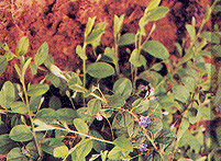 Shankhpushpi Leaves