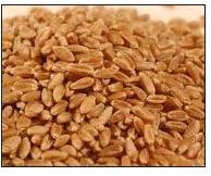 Wheat Seeds