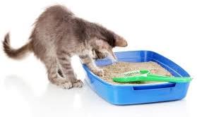 Cat Litter Bentonite