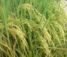 Organic Fresh Paddy Seeds, Packaging Type : Plastic Pouch, PP Bag