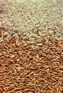 Paddy Seeds