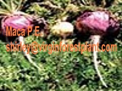 Maca Plant Extract