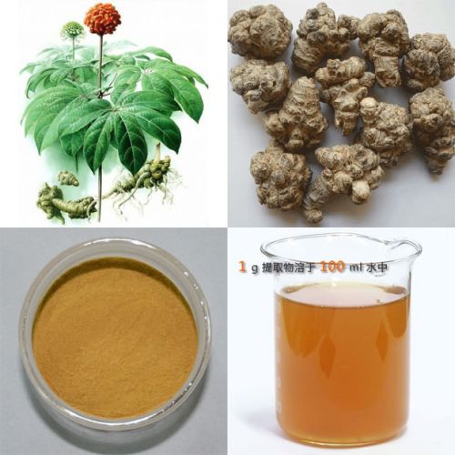 Panax Notoginseng Root Extract, Brand Name : Gianon