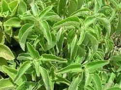 Coleus Forskohlii Extract