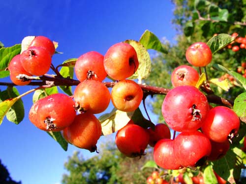 Fresh Apples