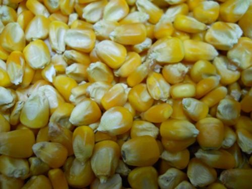 Corn Maize, Color : YELLOW