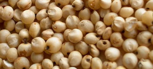 White Sorghum Seeds