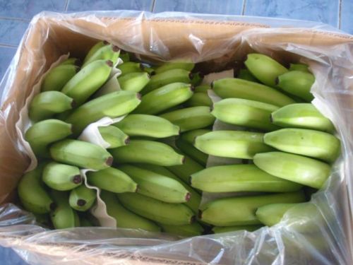 Fresh Green Del Monte Cavendish Banana (Premium Quality)