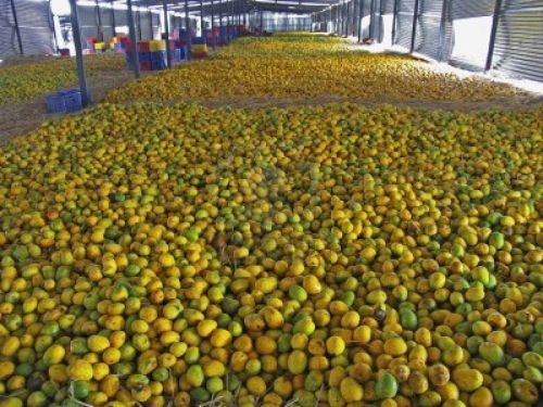 Mangoes, Usage/Application : Direct Consumption