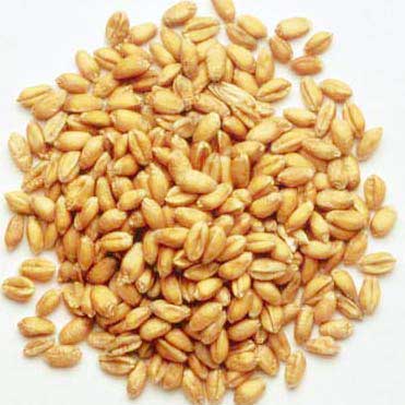 Wheat seeds, Material : Wheat