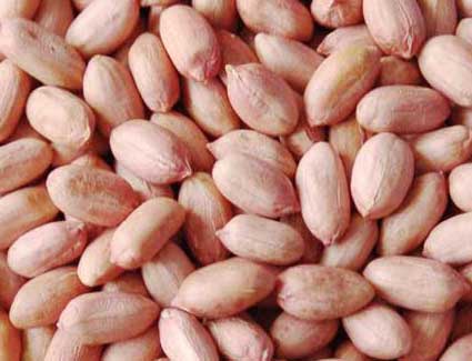 Groundnut