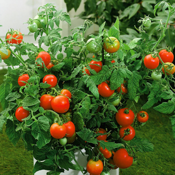 Tomato, Cultivation Type : Natural