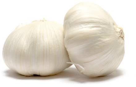Common fresh garlic, Certification : ISO, HACCP