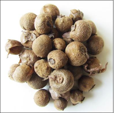 Teak Wood, Teak Seeds