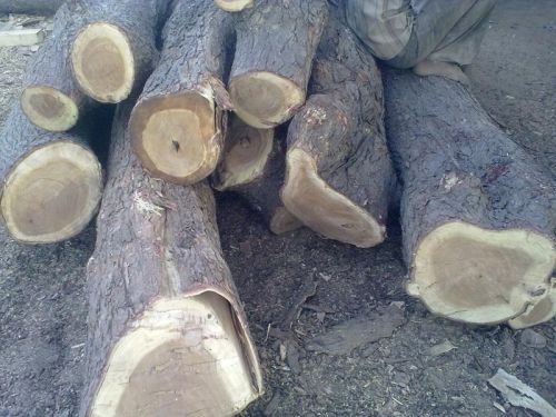 Square Neem Wood Logs, For Making Furniture, Pattern : Plain