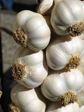 Dehydrated Garlic