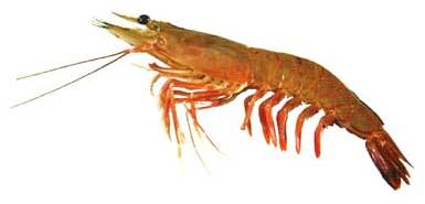 Brown Shrimp