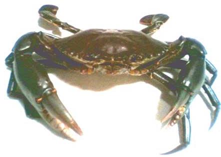 Mud Crab