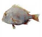 Sea Bream Fish