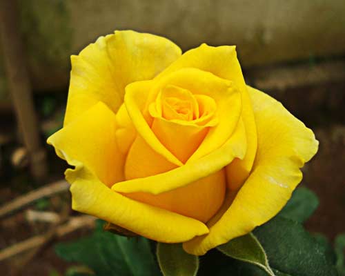 Gold Strike Yellow Rose