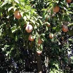 Achras Sapodilla Plant