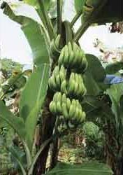 Banana Plant